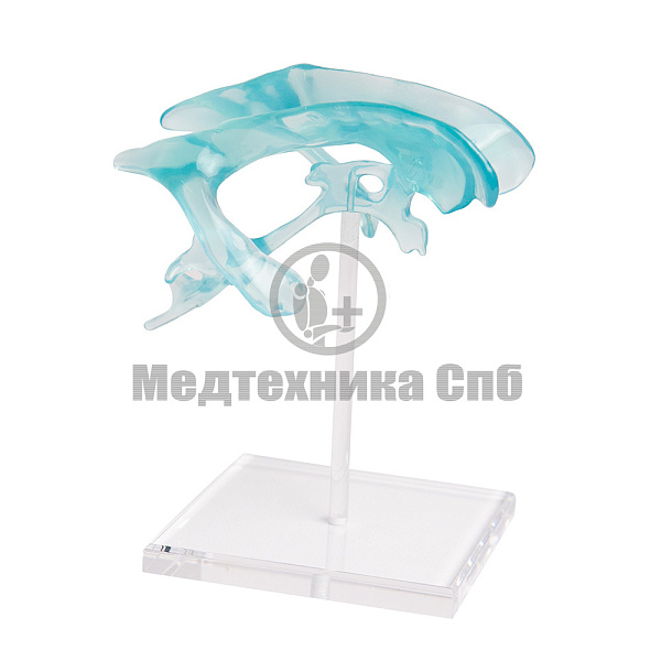 Модель желудочков головного мозга (арт. P1619)