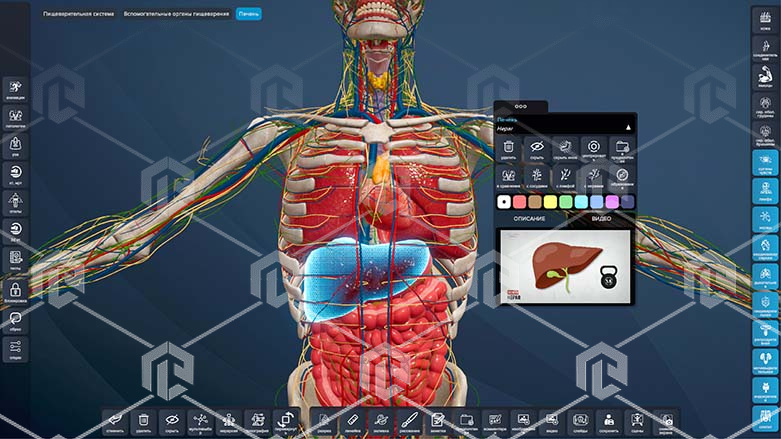 Интерактивный трёхмерный атлас анатомии человека "PL-Anatomy" версия Ultra Light (Сверхлегкий) 