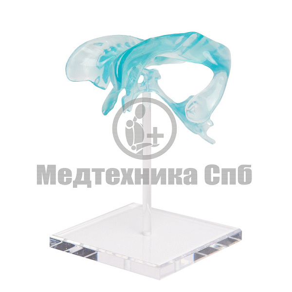 Модель желудочков головного мозга (арт. P1619)
